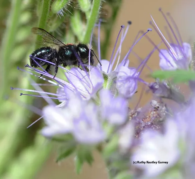 Close-up of Osmia lignaria on phacelia. (Photo by Kathy Keatley Garvey)