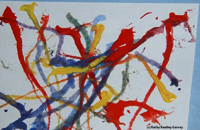 A maggot dipped in water-based, non-toxic paint crawls on paper. (Photo by Kathy Keatley Garvey)