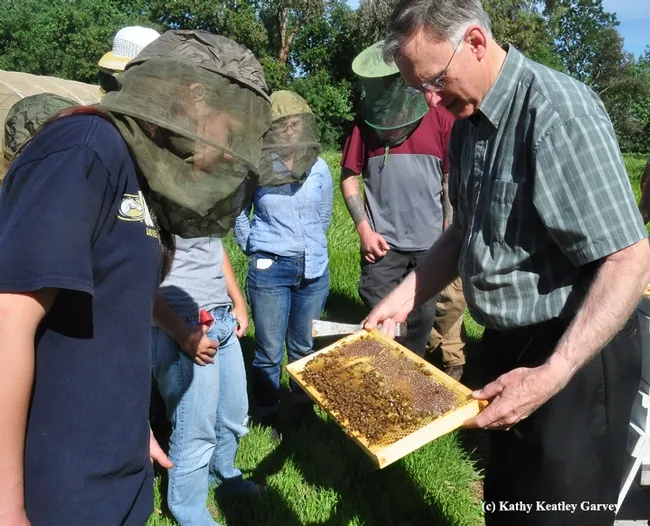 Extension apiculturist Eric Mussen shows a frame to the students. (Photo by Kathy Keatley Garvey)