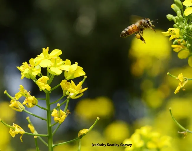 Multi-tasking honey bee cleaning its tongue and packing its pollen load. (Photo by Kathy Keatley Garvey)