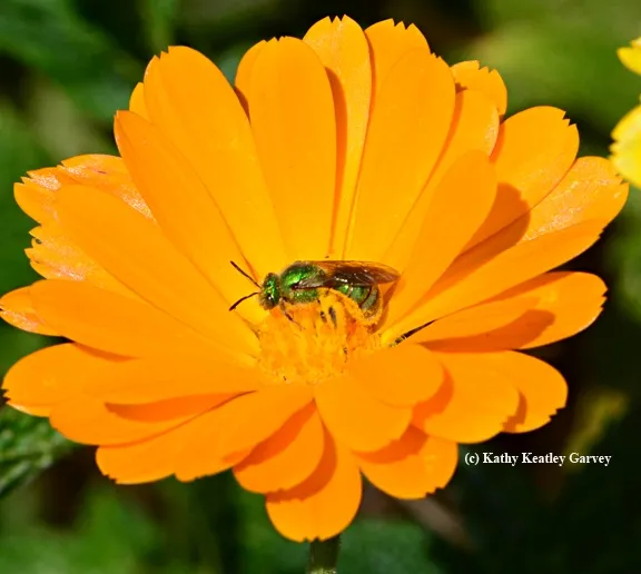 Female metallic green sweat bee, Agapostemon texanus, on coreopsis. (Photo by Kathy Keatley Garvey