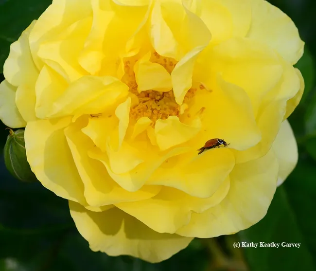 A ladybug foraging on a yellow rose, Sparkle and Shine. (Photo by Kathy Keatley Garvey)