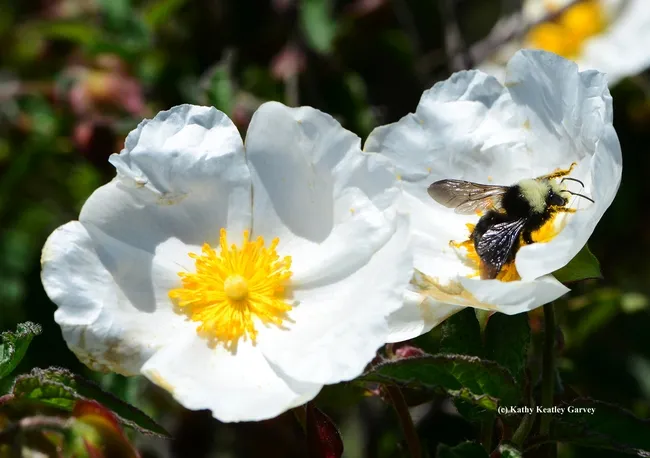 Gust of wind blows the bumble bee to the next blossom. (Photo by Kathy Keatley Garvey)