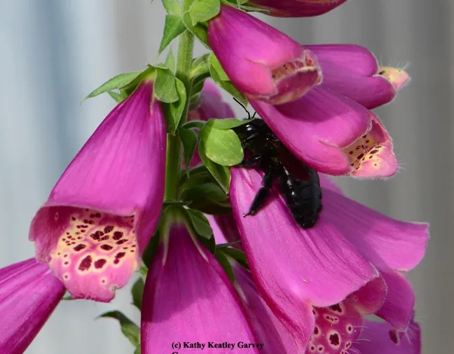 A Valley carpenter bee appears to be "nectar-robbing," drilling a hole through the flower instead of going into the entrance. (Photo by Kathy Keatley Garvey)