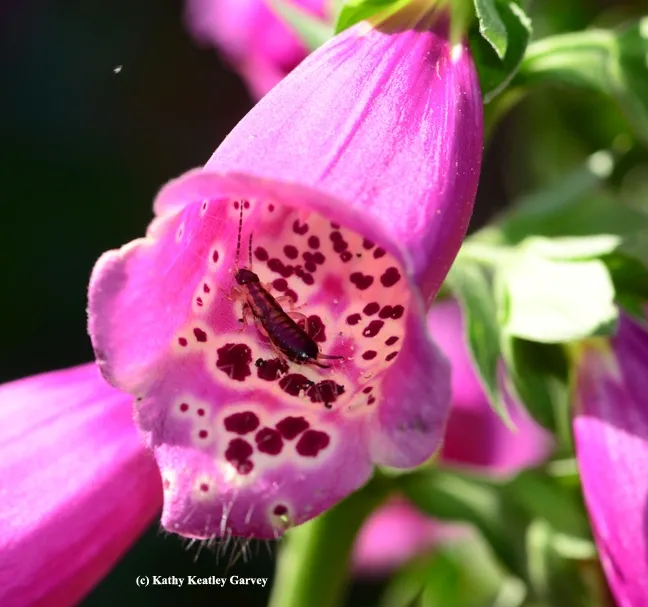 Look here! An earwig has found a "hidey hole." (Photo by Kathy Keatley Garvey)