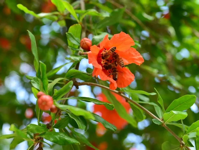 Honey bees clustering on pomegranate blossom. (Photo by Kathy Keatley Garvey)
