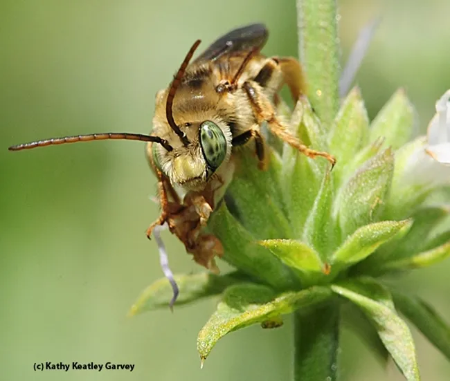 A male longhorned bee, Melissodes communis, as identified by native pollinator specialist Robbin Thorp, emeritus professor of entomology at UC Davis. (Photo by Kathy Keatley Garvey)