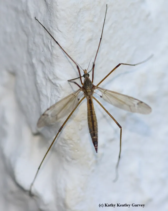 A resting crane fly. (Photo by Kathy Keatley Garvey)