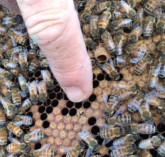 Brian Fishback points to an emerging bee. (Photo by Beth Bartkowski)