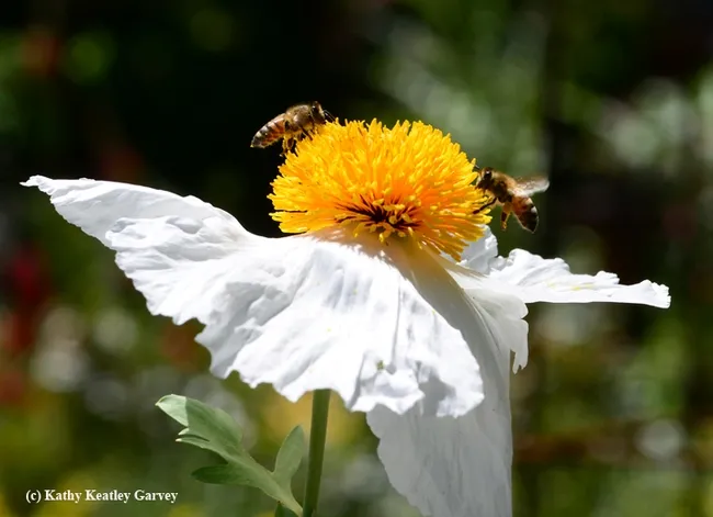 Matched pair of foragers. (Photo by Kathy Keatley Garvey)