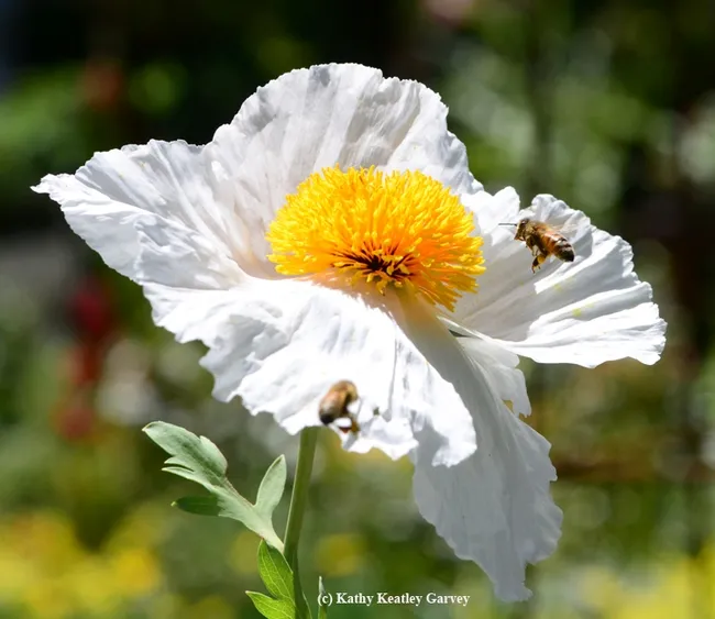 Here the Matilija poppy looks like a sombrero. (Photo by Kathy Keatley Garvey)