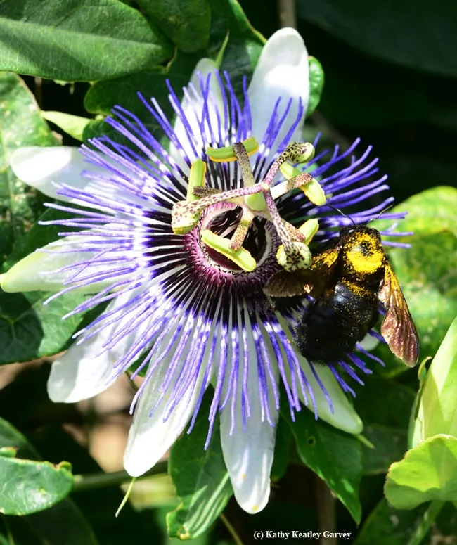 Check out the yellow pollen on this Valley carpenter bee's thorax. (Photo by Kathy Keatley Garvey)