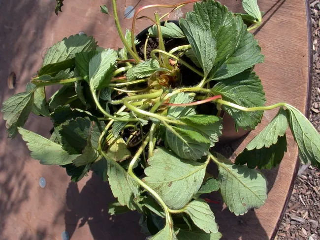 2 4 D growth regulator best