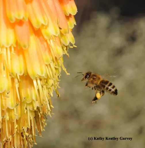 A honey bee, loaded with pollen, heads for Kniphofia "Christmas Cheer." (Photo by Kathy Keatley Garvey