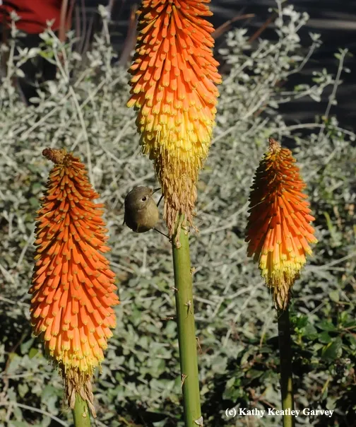 A finch likes the Christmas Cheer, too. (Photo by Kathy Keatley Garvey