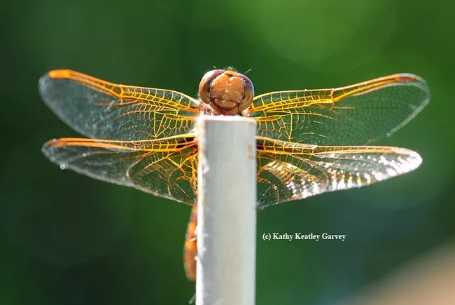 Front view of the red-veined meadowhawk. (Photo by Kathy Keatley Garvey)