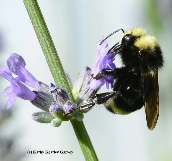 Lavender is what it's all about. (Photo by Kathy Keatley Garvey)