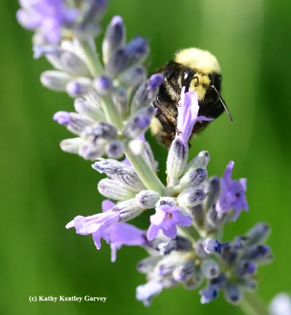 Peek-a-bee! The male bumble bee peers over a blossom. (Photo by Kathy Keatley Garvey)