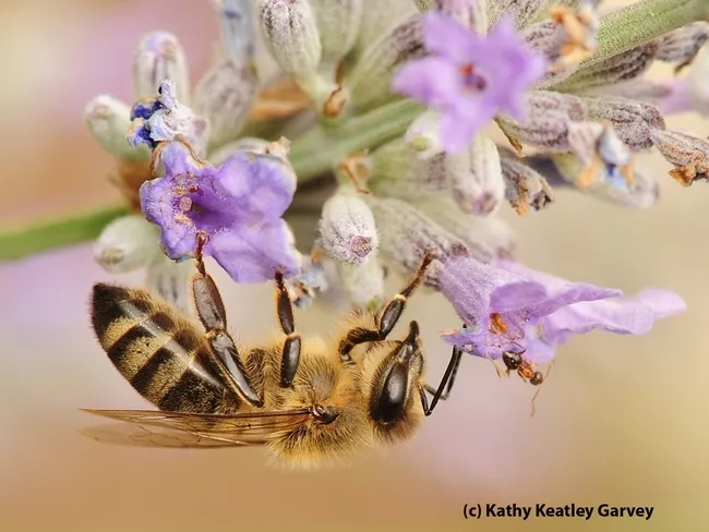 A honey bee and a velvety tree ant. (Photo by Kathy Keatley Garvey)