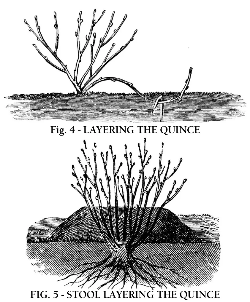 Quince propagation illustrations from ' American Pomology Apple' by W. A. Warder 1856. source: Project Gutenburg Ebooks (http://www.gutenberg.org)