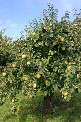 Quince orchard. source: anon. Fotolia.com