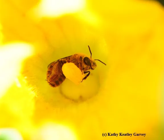 The squash bee, Peponapis pruinosa, is a specialist, pollinating only the Cucurbita genus. (Photo by Kathy Keatley Garvey)