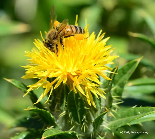 Honey bee foraging on safflower. (Photo by Kathy Keatley Garvey)