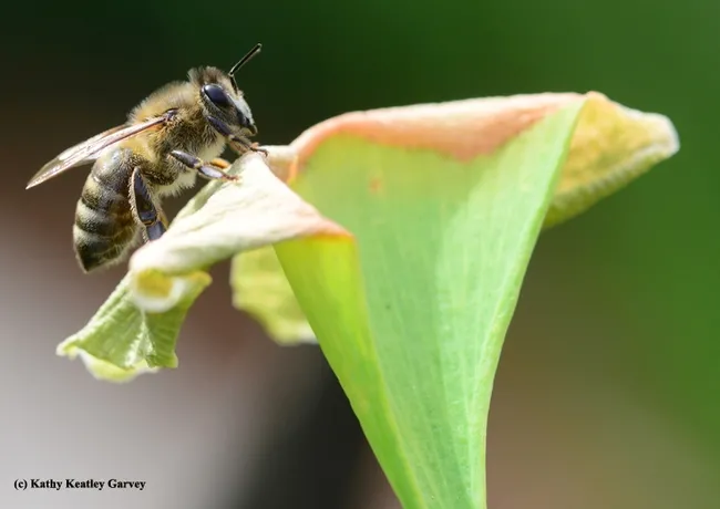 A honey bee lands on a ginkgo tree. (Photo by Kathy Keatley Garvey)