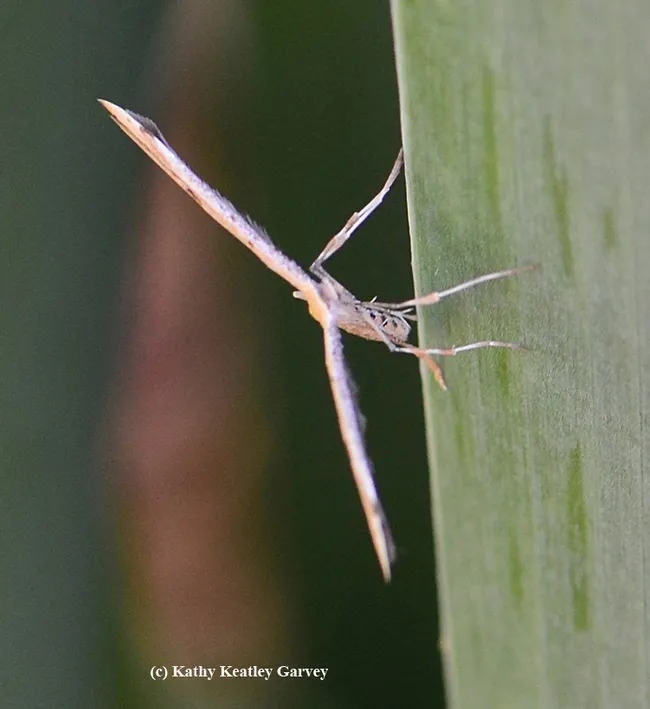 The plume moth at rest resembles a wind turbine. (Photo by Kathy Keatley Garvey)