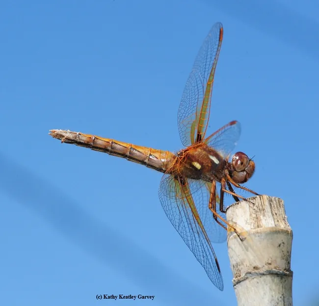 Red-veined meadowhawk (Sympetrium madidum). (Photo by Kathy Keatley Garvey)