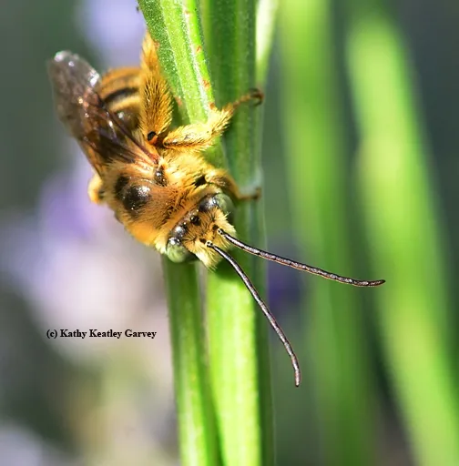 A male longhorned bee, Melissodes agilis, stirs after the warmth of the sun awakens him. (Photo by Kathy Keatley Garvey)