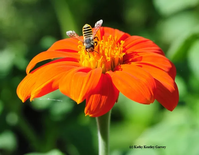A leafcutting bee, Megachile fidelis, on a Mexican sunflower (Tithonia rotundifolia). (Photo by Kathy Keatley Garvey)