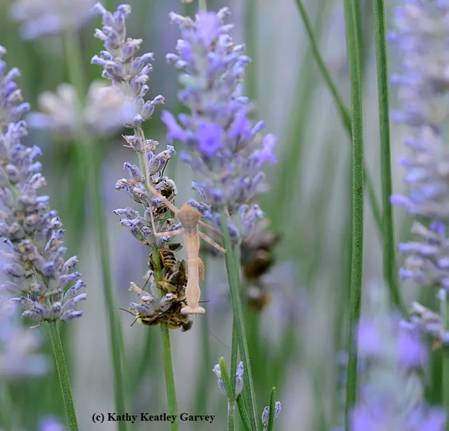 The praying mantis peers at what could be prey but they're sleeping. (Photo by Kathy Keatley Garvey)