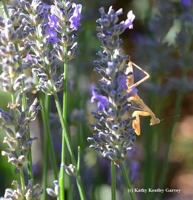 The praying mantis peers at what could be prey but they're sleeping. (Photo by Kathy Keatley Garvey)