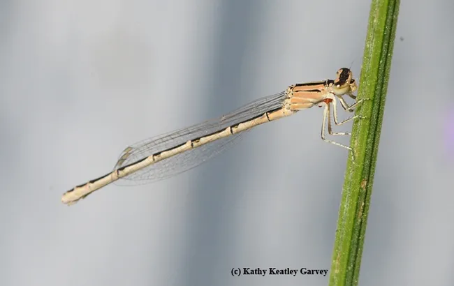 A cluster of red mites on a damselfly in the early morning. (Photo by Kathy Keatley Garvey