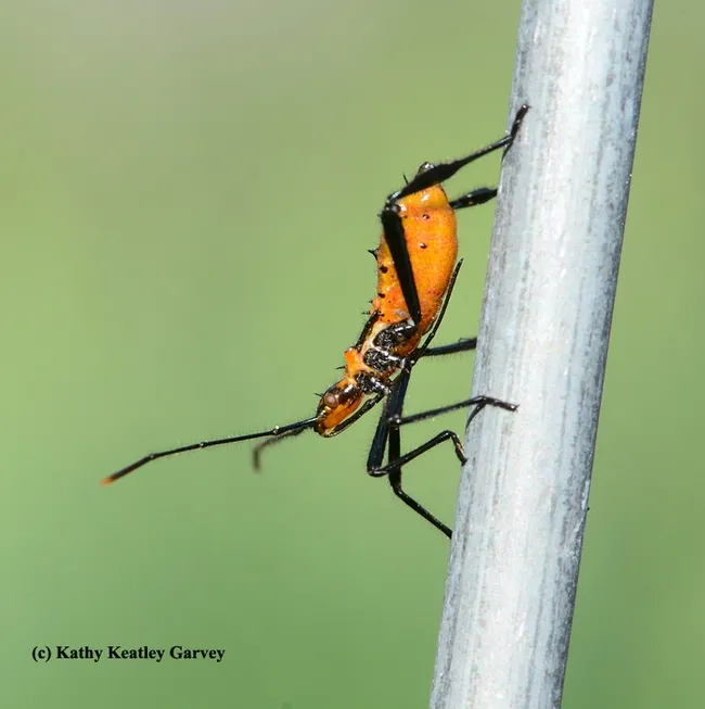 Nymph of leaffooted bug checks out it surroundings. (Photo by Kathy Keatley Garvey)