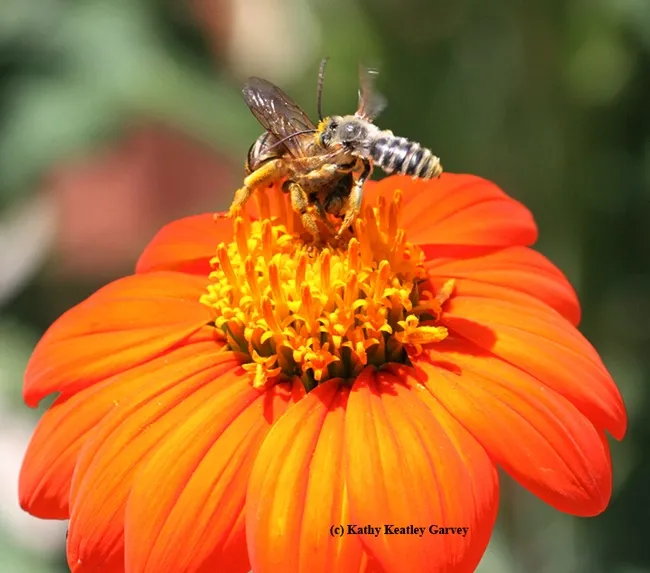A male longhorned sunflower bee, Melissodes agilis (right), targets the larger Svastra obliqua. (Photo by Kathy Keatley Garvey)