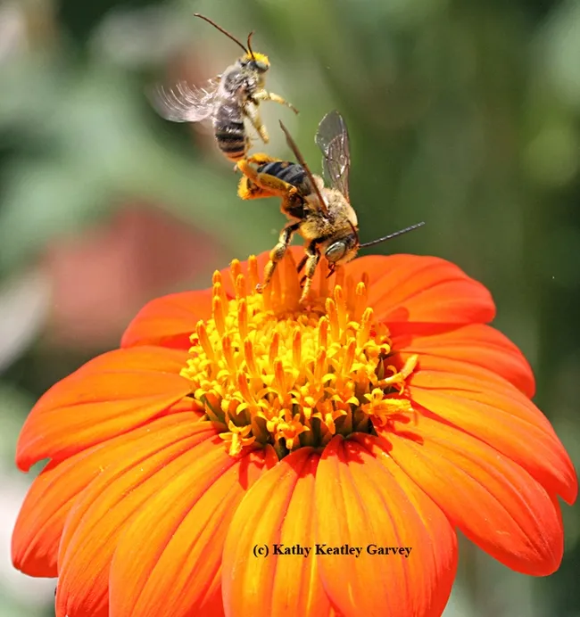 Melissodes agilis shoots straight up after a powerful kick by Svastra obliqua. (PHoto by Kathy Keatley Garvey)