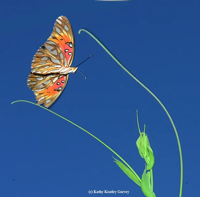 Gulf Fritillary (Agraulis vanillae) in flight over a passionflower vine. (Photo by Kathy Keatley Garvey)