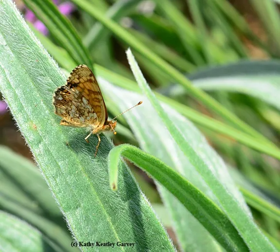 Mylitta Crescent butterfly (Physiodes mylitta) on the leaf of a tower of jewels, Echium wildpretii. (Photo by Kathy Keatley Garvey)