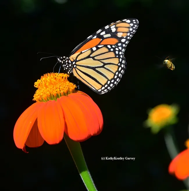 Watch your backside! (Photo by Kathy Keatley Garvey)