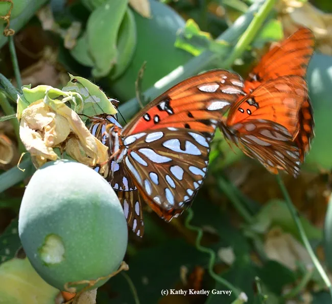 Two's company, three's a crowd? (Photo by Kathy Keatley Garvey)