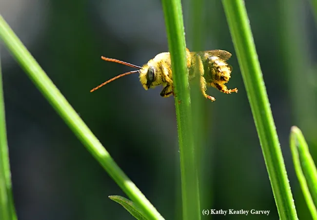 A longhorned bee, Melissodes agilis, awakens on a lavender stem. (Photo by Kathy Keatley Garvey)