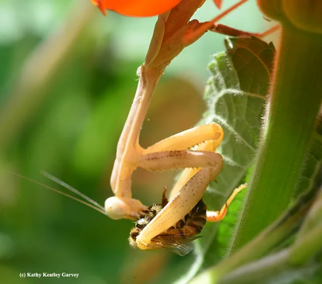 It's the end for this honey bee. (Photo by Kathy Keatley Garvey)