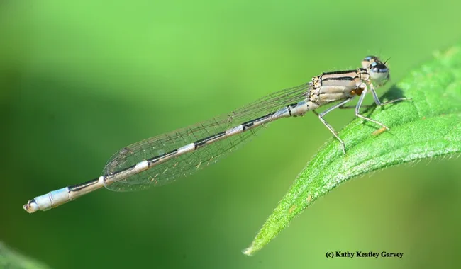 Damselfly with water mites (see egglike mass). The insect next to it is probably thrips, according to Lynn Kimsey, director of the Bohart Museum of Entomology, UC Davis. (Photo by Kathy Keatley Garvey)