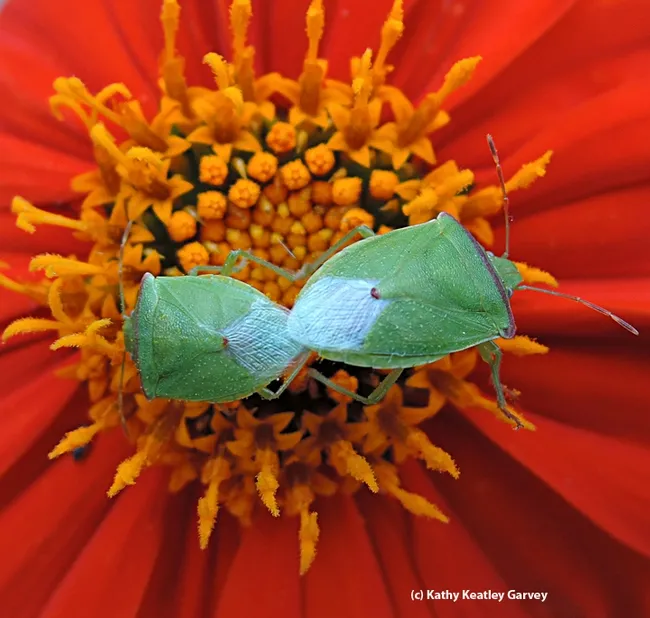 Red-shouldered stink bugs mating. (Photo by Kathy Keatley Garvey)