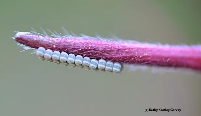 Close-up of stink bug eggs on a guara stem. (Photo by Kathy Keatley Garvey)