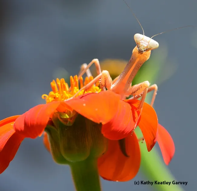 Are you looking at me? (Photo by Kathy Keatley Garvey)