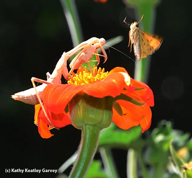 A leap and a near miss as a startled fiery skipper spins away. (Photo by Kathy Keatley Garvey)