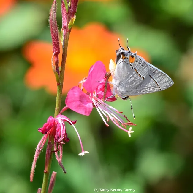 Bottoms up! Gray Hairstreak sipping nectar from guara. (Photo by Kathy Keatley Garvey)